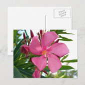 Pink-Oleander-Foto Postkarte (Vorne/Hinten)