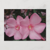 Pink Oleander Postkarte (Vorderseite)