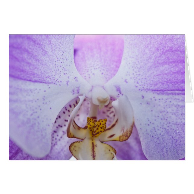 Pink Orchid (Vorderseite (Horizontal))