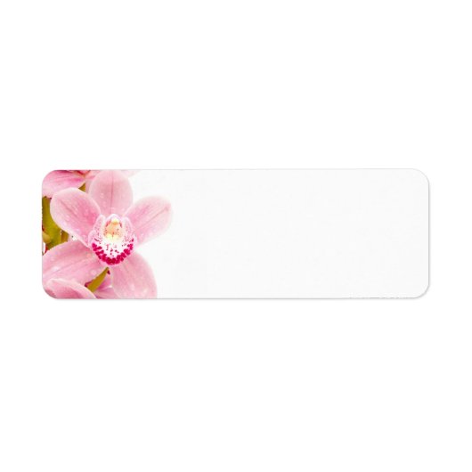 Pink Orchid (Vorne)