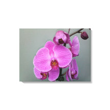PINK ORCHID Leinwand