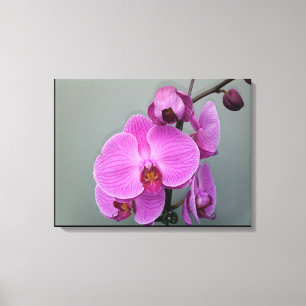 PINK ORCHID Leinwand