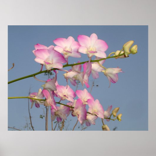 Pink Orchid Poster (Vorne)