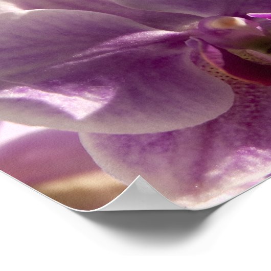 Pink Orchid Poster (Ecke)