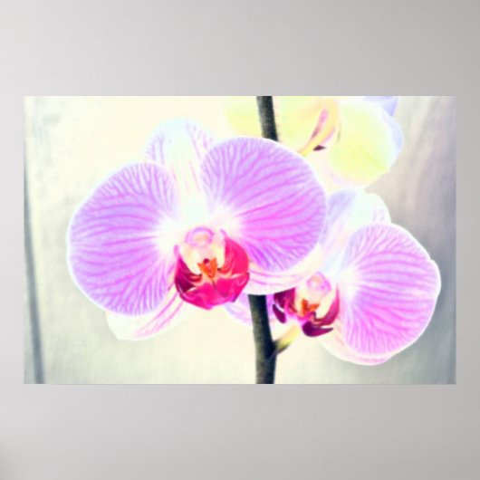 Pink-Orchid-Poster Poster (Vorne)