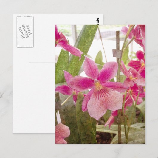 Pink Orchid Postkarte (Vorne/Hinten)