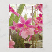 Pink Orchid Postkarte (Vorderseite)