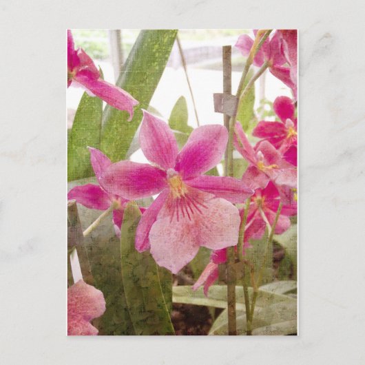Pink Orchid Postkarte (Vorderseite)