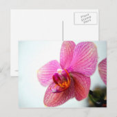 Pink Orchid Postkarte (Vorne/Hinten)