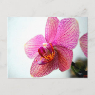 Pink Orchid Postkarte