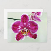 Pink Orchid Postkarte (Vorne/Hinten)