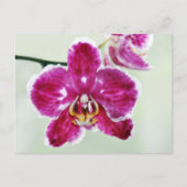 Pink Orchid Postkarte (Vorderseite)