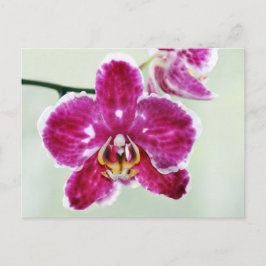 Pink Orchid Postkarte