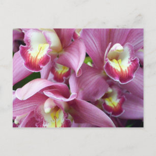Pink Orchid Postkarte