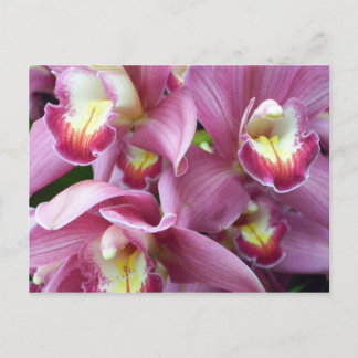 Pink Orchid Postkarte