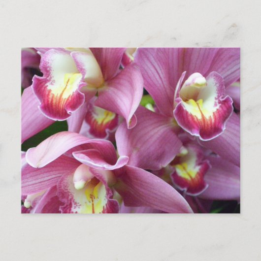 Pink Orchid Postkarte (Vorderseite)