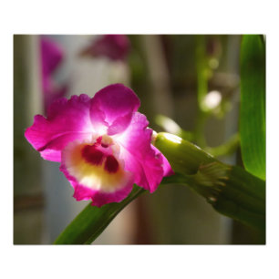 Pink-Orchideen-Druck Fotodruck