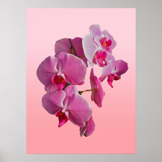 Pink Orchids Poster (Vorne)