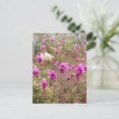 Pink Owls Clover Wildblumen Postkarte (Stehend Vorderseite)