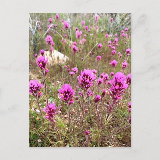 Pink Owls Clover Wildblumen Postkarte (Vorderseite)