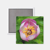 Pink Paeonia Blume Magnet (Vorderseite/Rückseite)