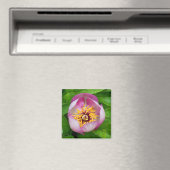 Pink Paeonia Blume Magnet (In Situ (Geschirrspüler))