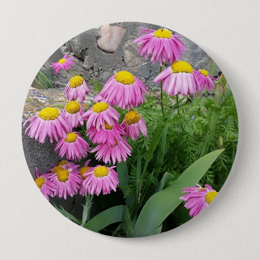 Pink Painted daisy Blume Naturfotografie Button (Vorderseite)