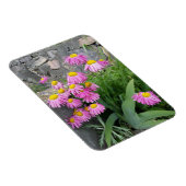 Pink Painted daisy Blume Naturfotografie Magnet (Rechte Seite)