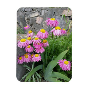 Pink Painted daisy Blume Naturfotografie Magnet