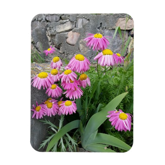 Pink Painted daisy Blume Naturfotografie Magnet (Vertikal)