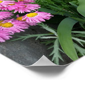 Pink Painted daisy Blume Naturfotografie Poster (Ecke)