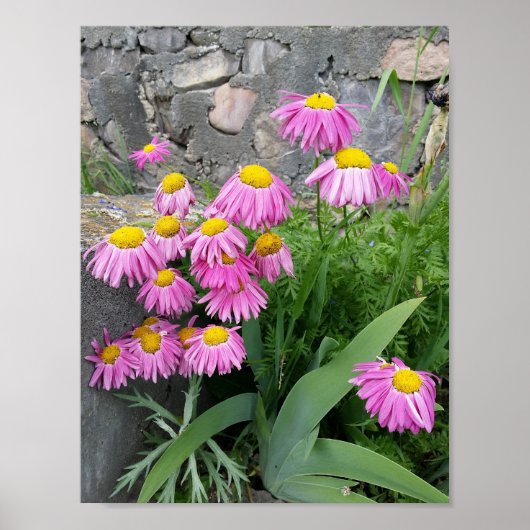 Pink Painted daisy Blume Naturfotografie Poster (Vorne)