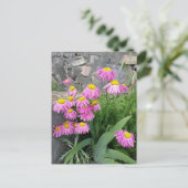 Pink Painted daisy Blume Naturfotografie Postkarte (Stehend Vorderseite)