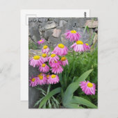 Pink Painted daisy Blume Naturfotografie Postkarte (Vorne/Hinten)