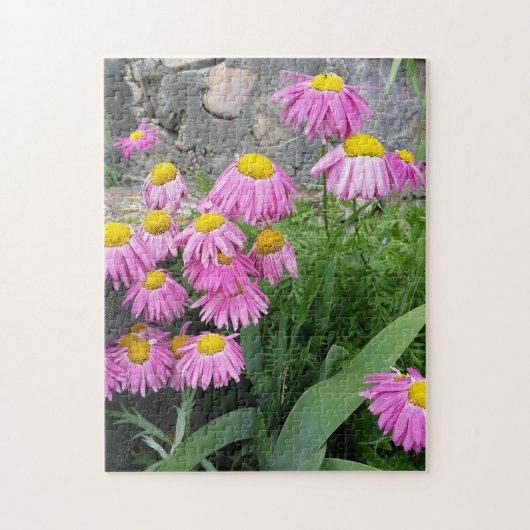 Pink Painted daisy Blume Naturfotografie Puzzle (Vertikal)