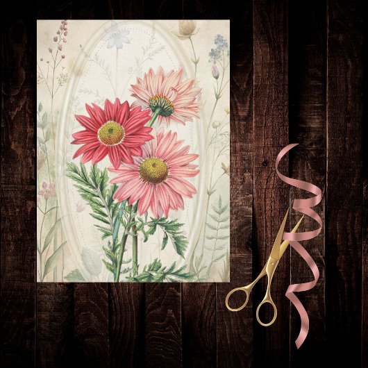 Pink Painted Daisy Pyrethrum Botanical Floral Seidenpapier