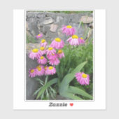 Pink Painted daisy wild Blume Nature Foto Aufkleber (Blatt)
