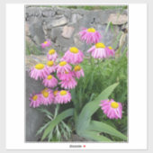 Pink Painted daisy wild Blume Nature Foto Aufkleber (Blatt)