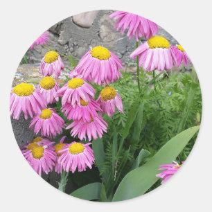 Pink Painted daisy wild Blume Nature Foto Runder Aufkleber