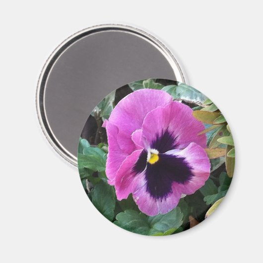 Pink Pansy Magnet (Vorderseite/Rückseite)