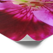 Pink Pansy Poster (Ecke)