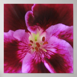 Pink Pansy Poster