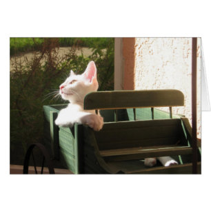 Pink Panther Rides