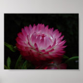 Pink Paper Daisy Canvas Print Poster (Vorne)