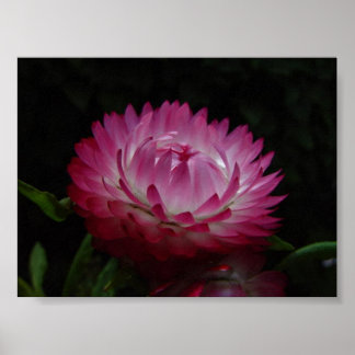 Pink Paper Daisy Canvas Print Poster