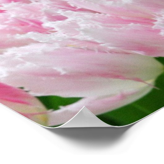 Pink Parrot Tulips Poster (Ecke)