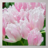 Pink Parrot Tulips Poster (Vorne)
