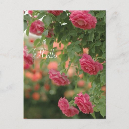 Pink Passion Post Card Postkarte (Vorderseite)