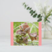 Pink Pea-like Blume Postcard Postkarte (Stehend Vorderseite)