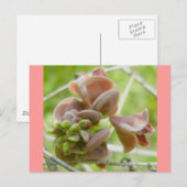 Pink Pea-like Blume Postcard Postkarte (Vorne/Hinten)